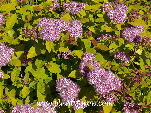 Has some of the largest and brightest flowers I have seen on a gold foliage Spirea.
